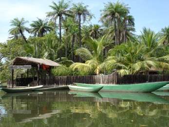 Eco park Makasutu culture forest in Gambia